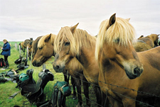 Iceland-Northern Tours-Iceland Special